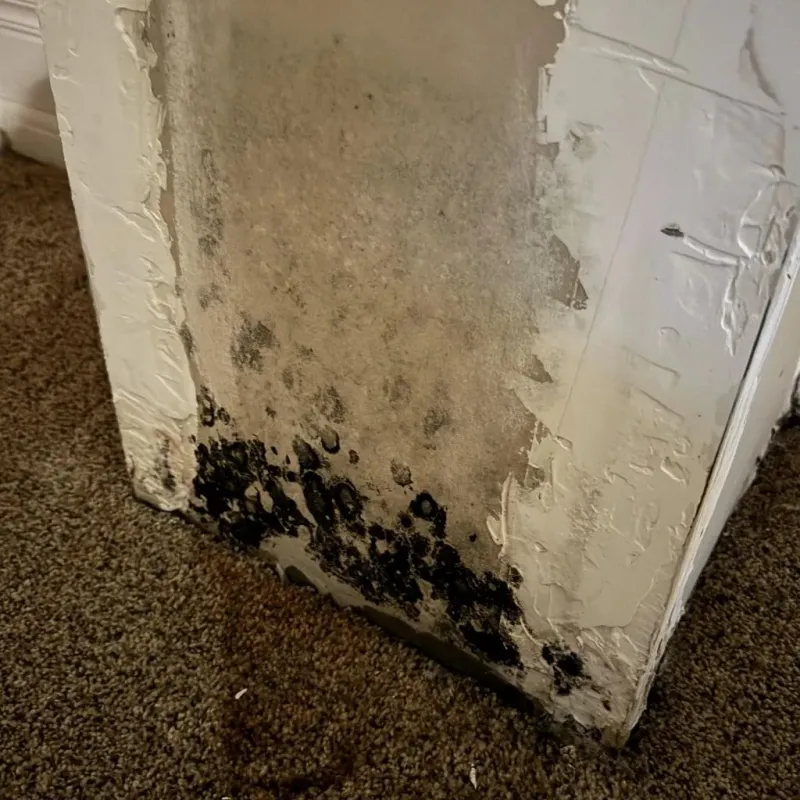 Professional Mold Removal in Vandalia, OH